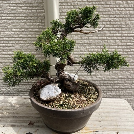 盆栽5