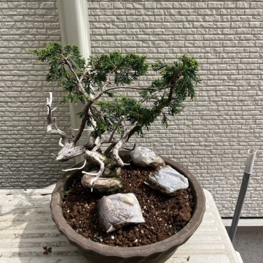 盆栽　6