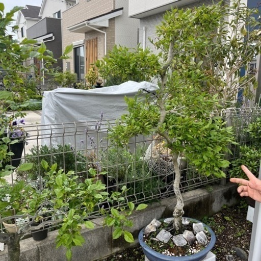 かき盆栽　1