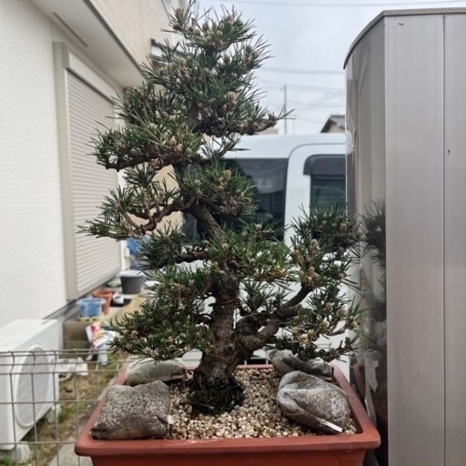 盆栽　11
