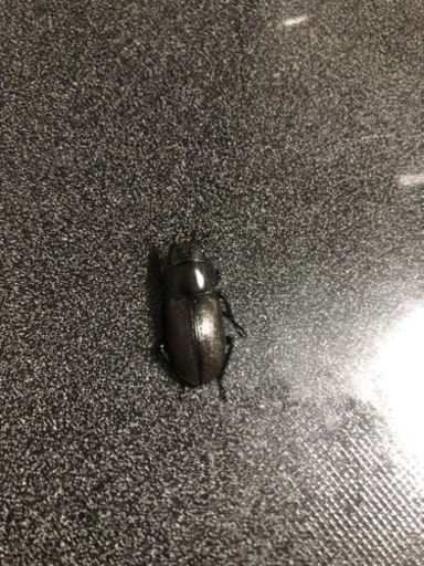 チュチェンセスジクワガタ　即ブリペア