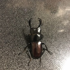 チュチェンセスジクワガタ 即ブリペア