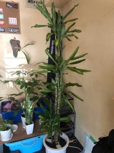 観葉植物 ドラセナジェレ chateauduroi.co