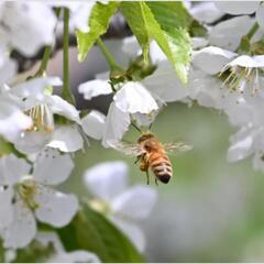 蜂蜜収穫体験ツアー🐝の画像