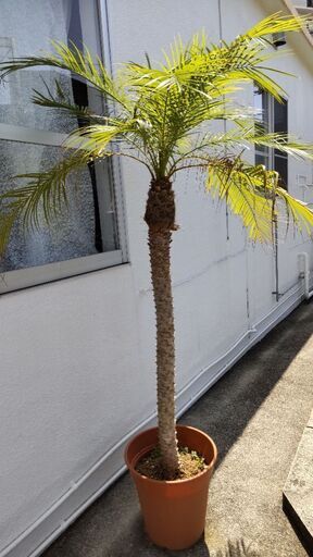 観葉植物:フェニックス鉢植え【値下げ】