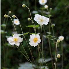 【ネット決済】白 秋明菊の苗🌱