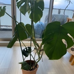 観葉植物　ヒメモンステラ