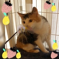 可愛さ満点な三毛猫チェリーちゃん♀4ヶ月 - 猫
