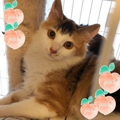 可愛さ満点な三毛猫チェリーちゃん♀4ヶ月 − 東京都