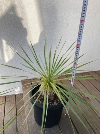 値下げ！人気のユッカ ロストラータ ドライガーデンに⭐︎ | skvp.co.uk