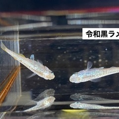 令和黒ラメめだか　卵15個＋α