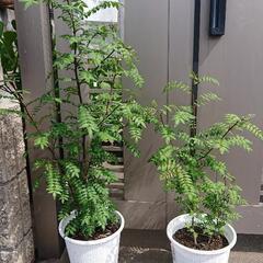 植木【山椒】