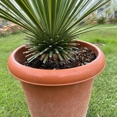 ユッカロストラータ　幹太株　幹立　9号鉢