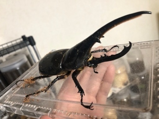 ヘラクレスオオカブト1♂2♀セット