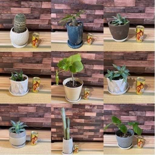 観葉植物