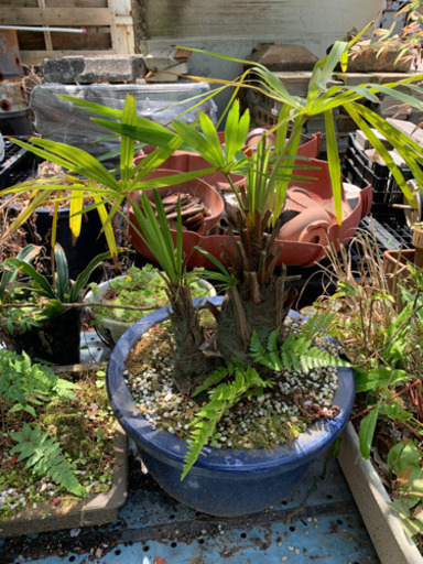 観葉植物
