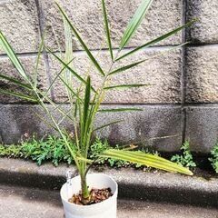 フェニックス・ナツメヤシ鉢植えA　ヤシの木