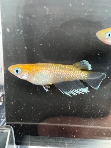 レッドクリフ紅白 トリオ