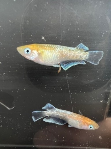 レッドクリフ紅白 トリオ GW限定