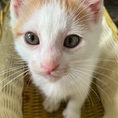 子猫。オス。沢山の問い合わせありがとうございます。一旦保留中です