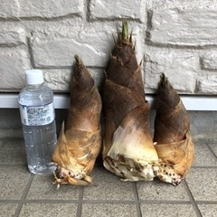 たけのこ 孟宗竹 岩手県産 2kg