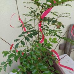 植物★シマトネリコ