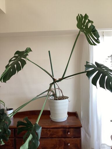 モンステラ 特大 No.2 観葉植物
