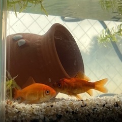 金魚2匹と飼育セット