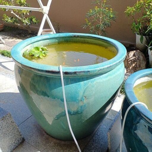 常滑焼水瓶 大壺 金魚 メダカ飼育 常滑焼水瓶 大壺 金魚 メダカ飼育