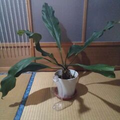 アンセリュウム　フーケリー　大型観葉植物