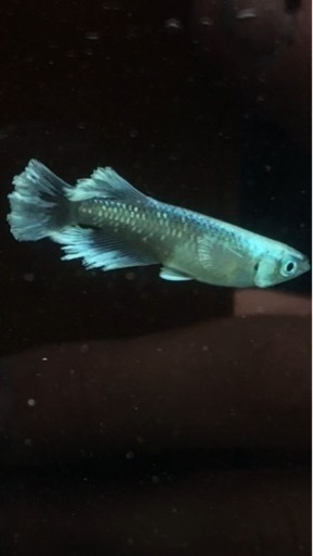 レーヴ　Azuma Medaka様直個体　稚魚10匹