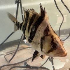 ユニコーンショートダトニオ　