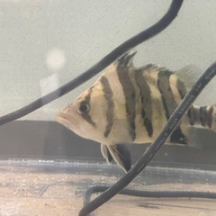 ユニコーンショートダトニオ　