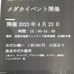 めだか掬いイベント開催