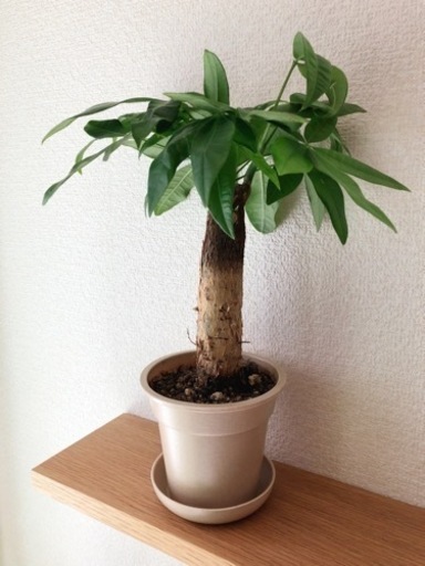 観葉植物　パキラ(39)　33cm　ナチュラルカラーの3.5号の鉢と受け皿付き