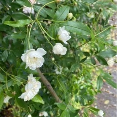 モッコウバラ　白花　八重　挿し穂　8本