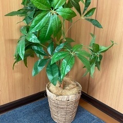 観葉植物　