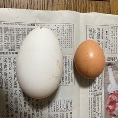 卵5個