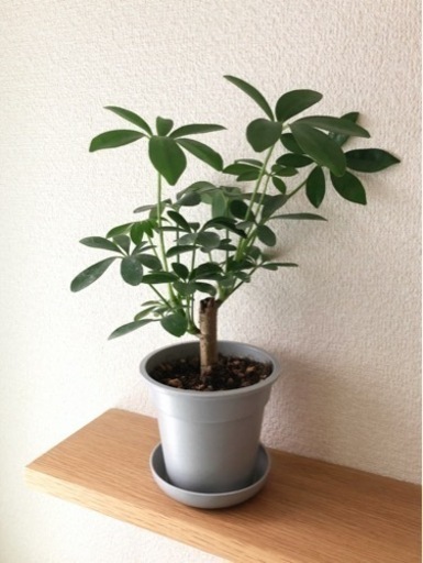 観葉植物　シェフレラ（カポック）⑨　32cm　グレーカラーの3.5号の鉢と受け皿付き