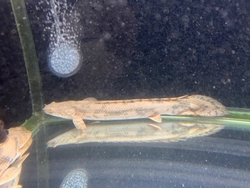 ポリプテルス２匹 www.theocharideslabs.com