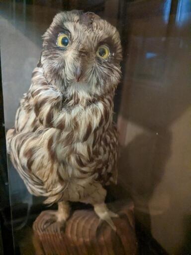 縁起ものです!!フクロウの剥製