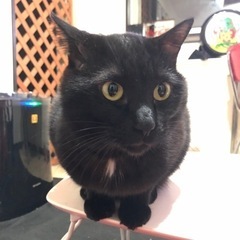 甘えん坊の黒猫