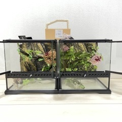 ジェックス グラステラリウム3030 2つ+おまけ