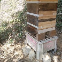 日本ミツバチ今春分蜂群です 4月以降次々と分蜂してい