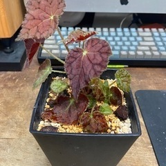 レックス　ベゴニア　観葉植物　2