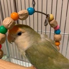 コザクラインコ