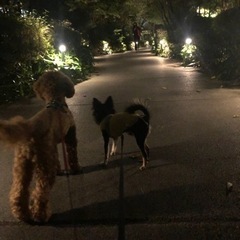 犬友 散歩 品川区大崎近郊