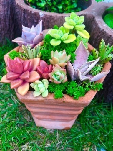 【取り置き中】多肉植物寄せ植え① ･:*+.