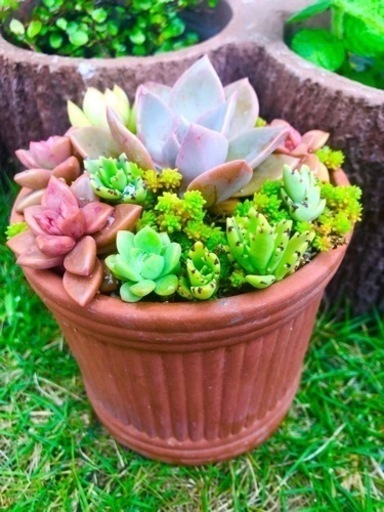 【取り置き中】多肉植物寄せ植え② ･:*+.