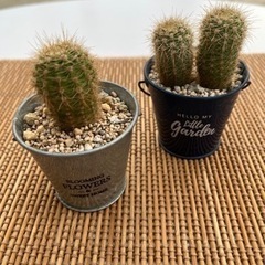 サボテンミニ🌵多肉植物ミニ✨